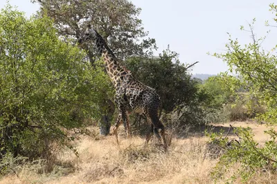 DSC_3442 (Large).JPG